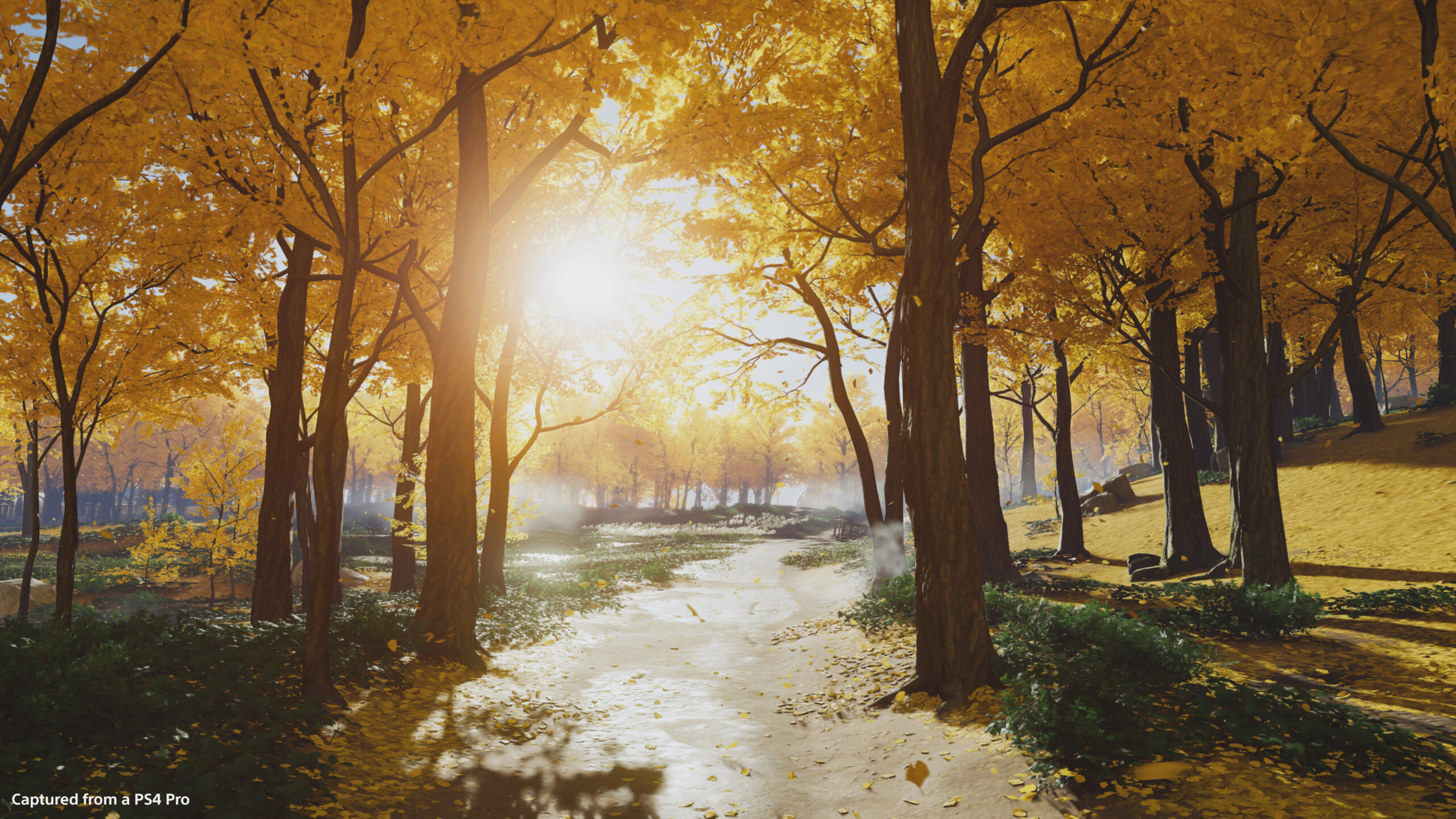 golden_forest_1